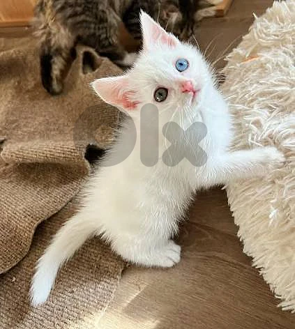 white kitten mix eyes blue and brown
