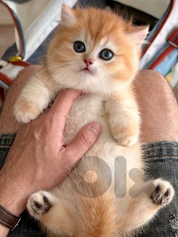 Beautiful British Golden Chinchilla Kitten pure breed
