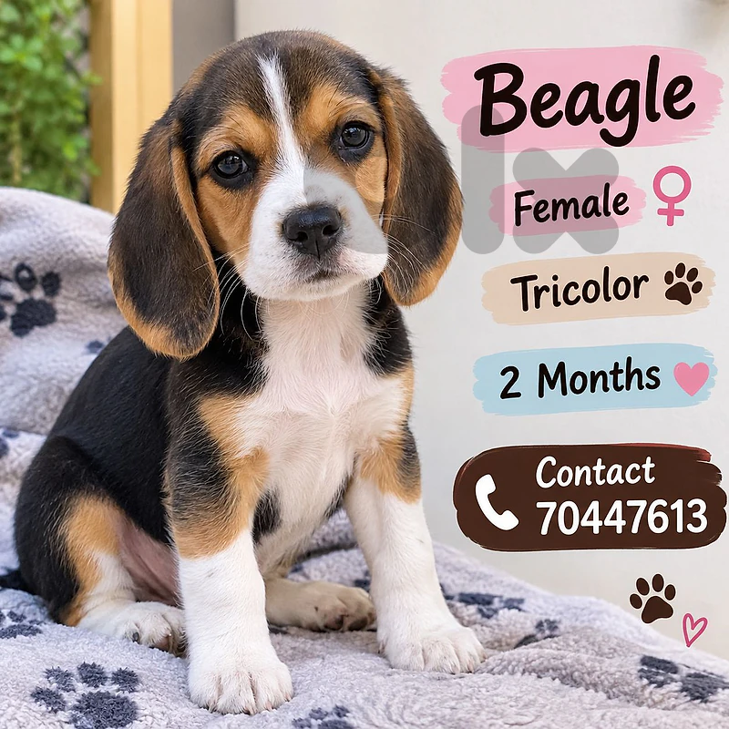 Beagle Puppy