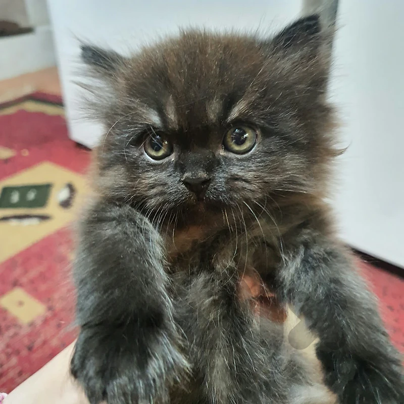 Himalayan Longhair Male Kitten – 2 Months Old, Rare Colors