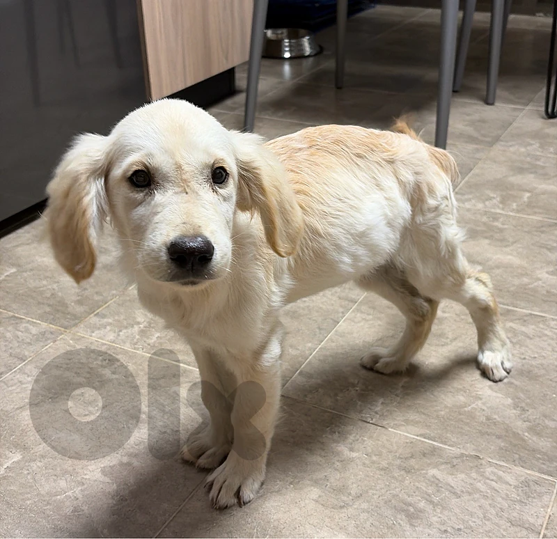 For adoption