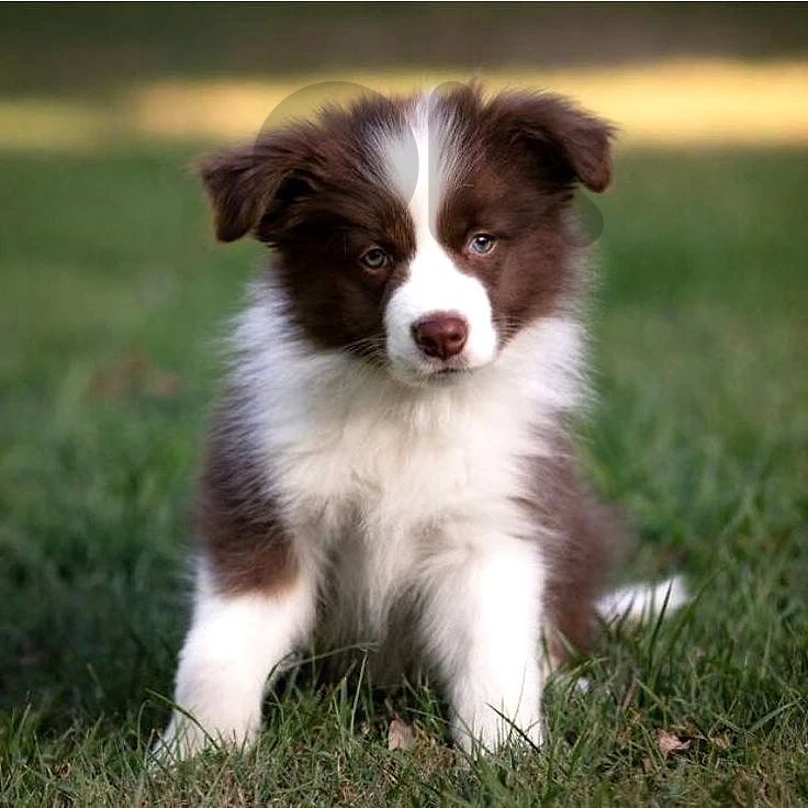 Border Collie Brown and White Puppies