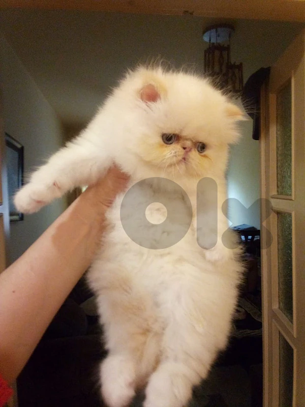 Persian pure peke face