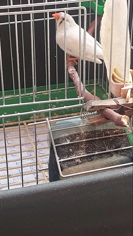 انتايه زيبرا