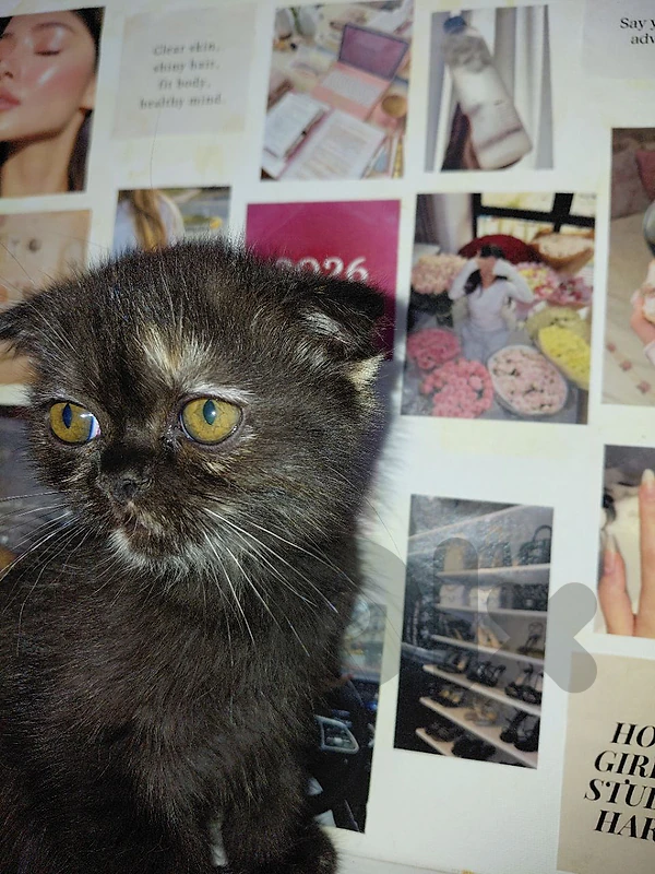 Scottish fold female