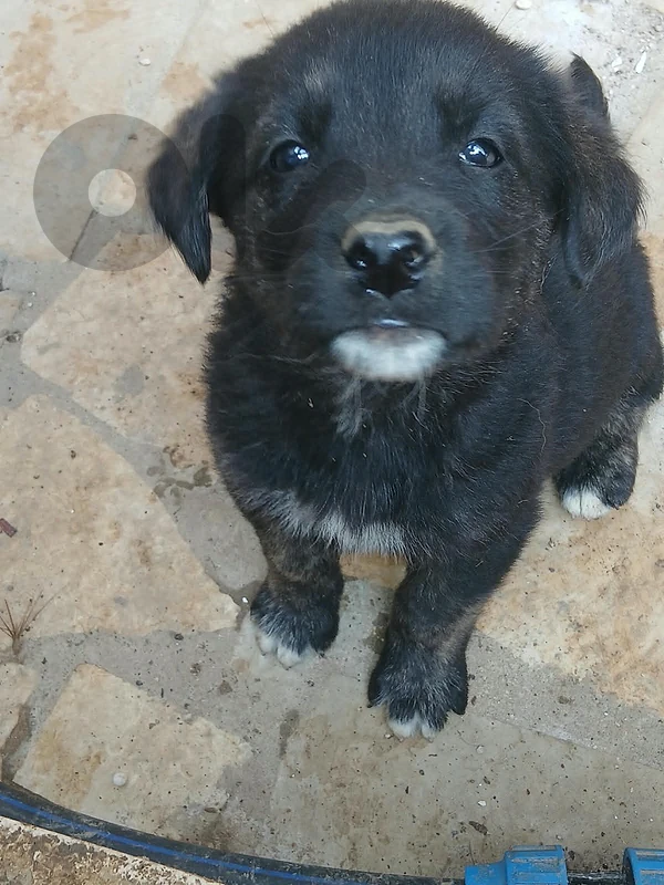 🐾 Beautiful Golden Retriever American Akita Puppies for Sale 🐾