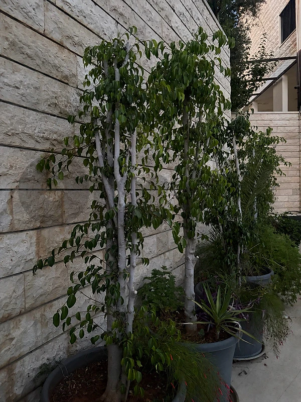 Plants for sale