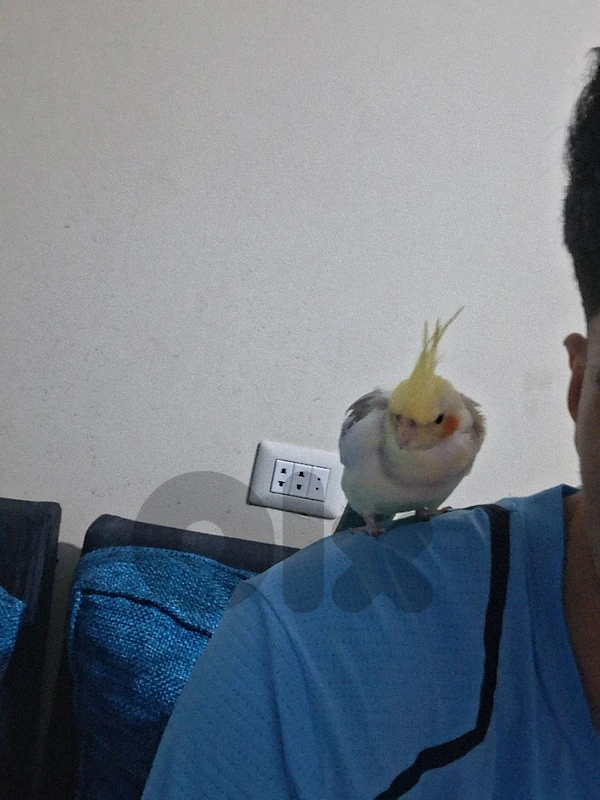 أنثى كروان مصبعة