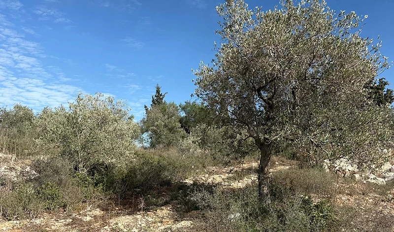 Industrial Land in Al Amroussieh Choueifat -   ارض في العمروسية شويفات
