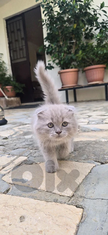 Cat for Sale