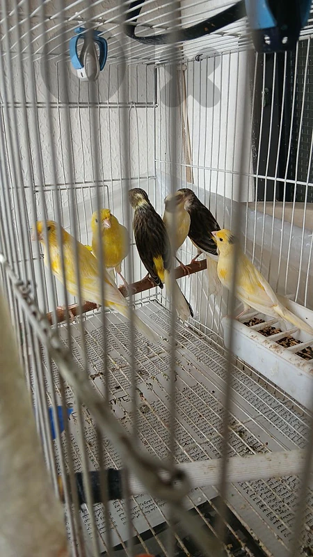 ٦ كنارات بلدي حبة كبيرة