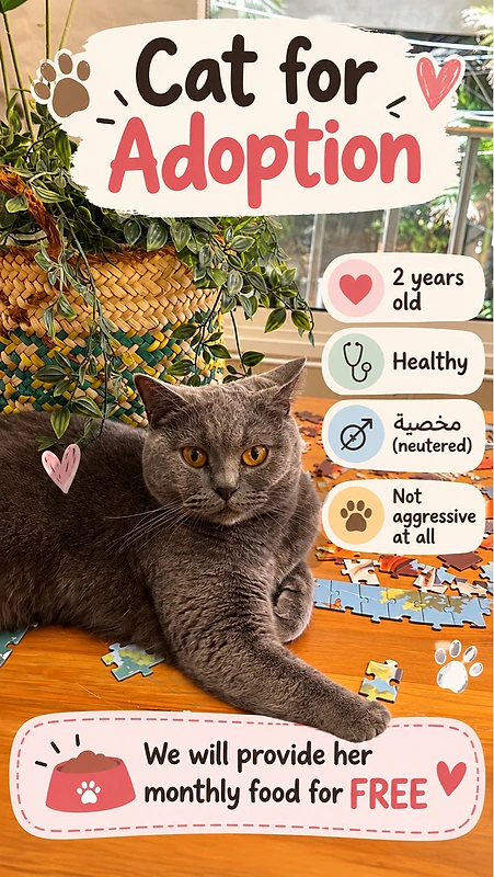 british shorthair for adoption