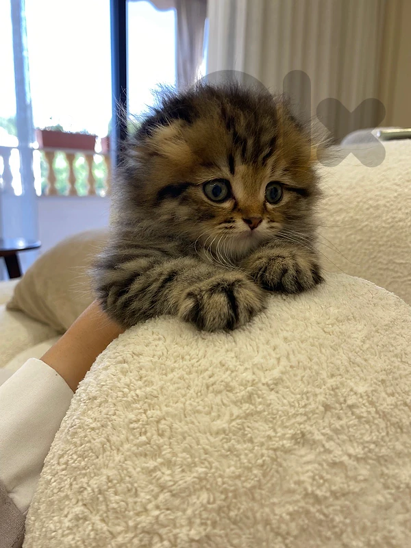 scottish fold