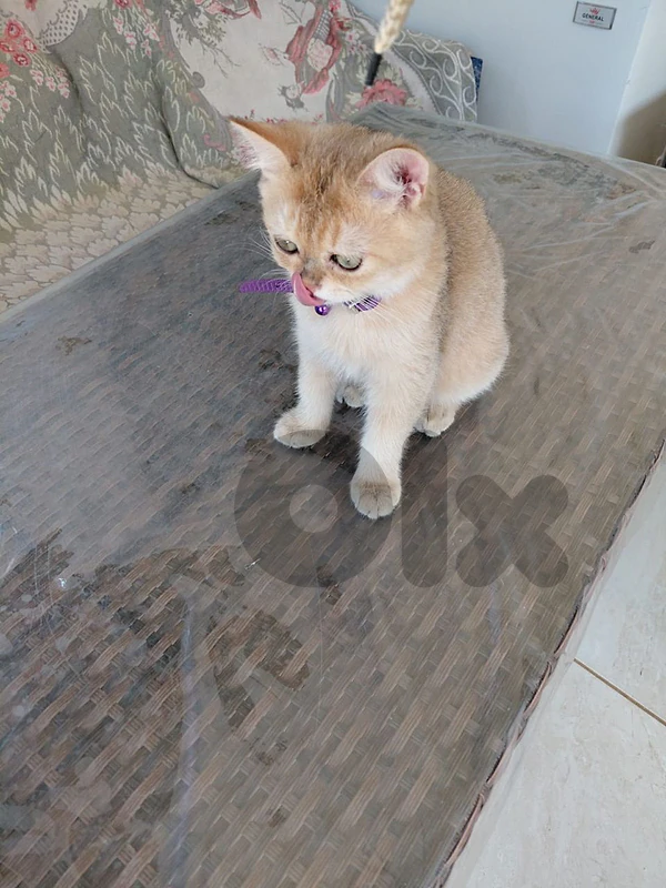 بيروت