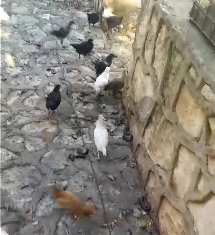 فراخ بلدي عمر 3 أشهر