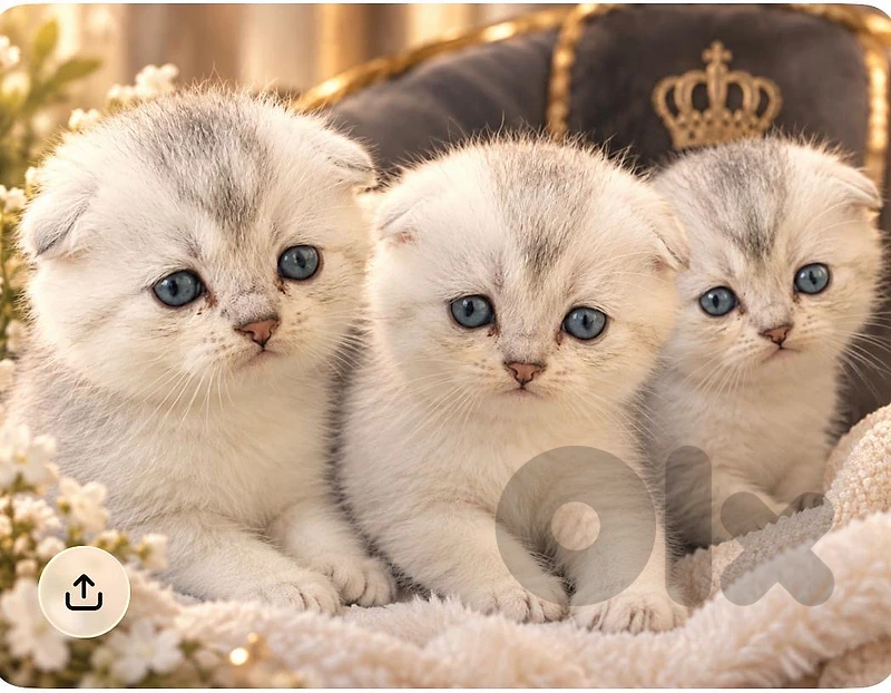 scottish silver and ragdol للتواصل واتساب 81686679
