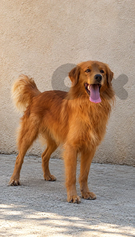 Golden Retreiver