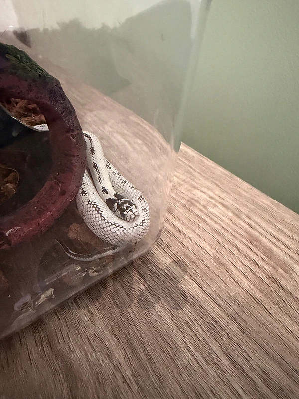 california snake