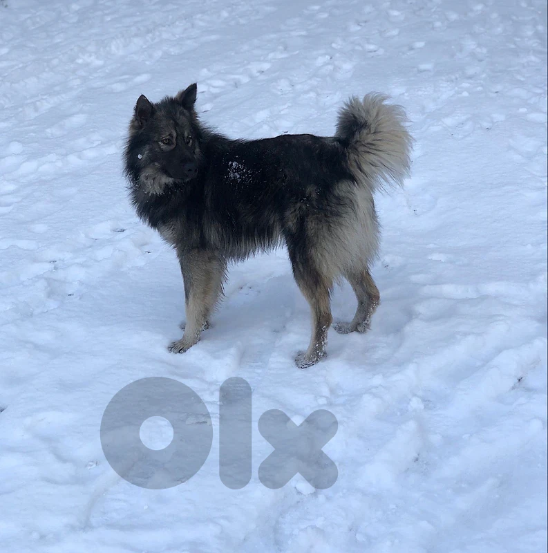Dog for adoption
