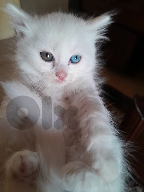 2 month old mixed with himalayan cat