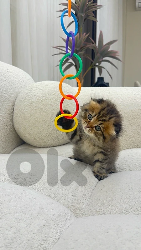 Scottish Fold