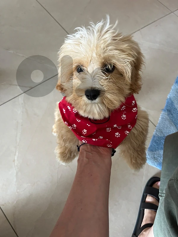 Maltipoo puppy male 5 months