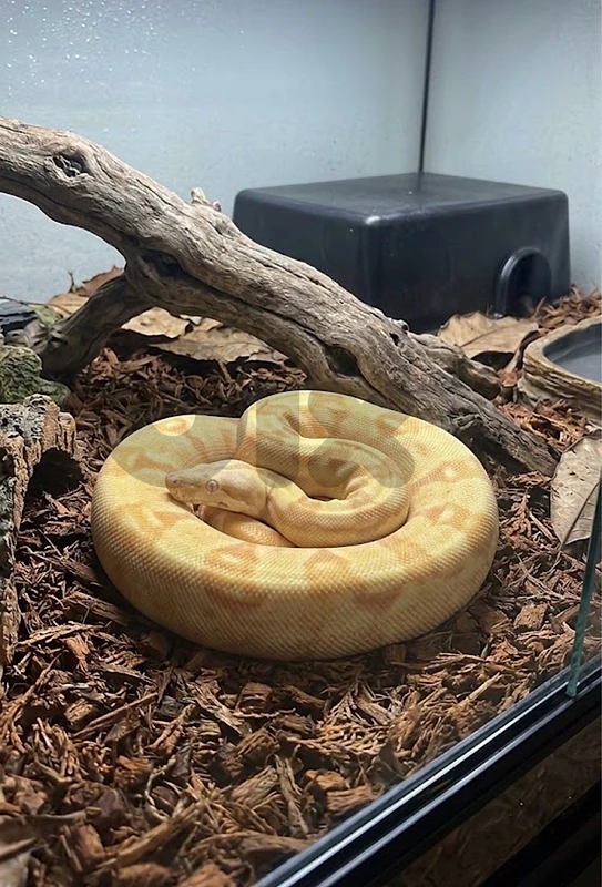 snake boa constrictor