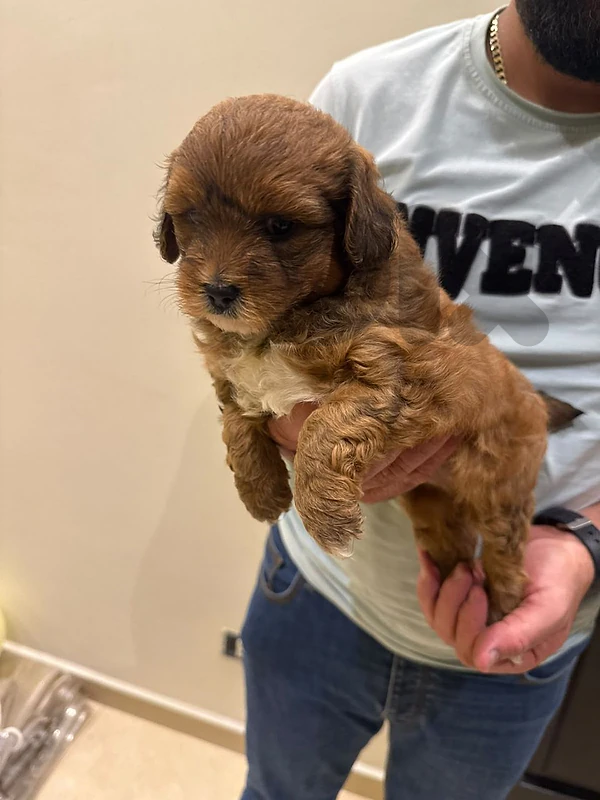 PURE MALTIPOO PUPPIES 🐶❤️ Adorable & Cute Puppies Available Now!