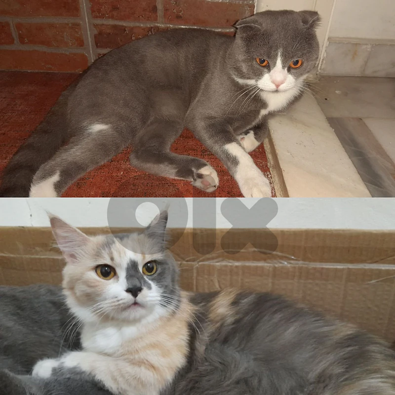 scottish cats