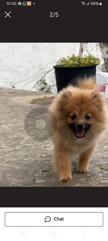 pomeranian