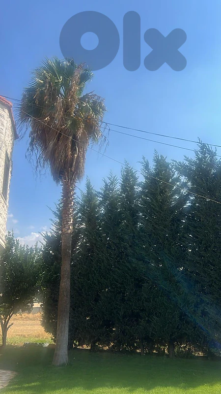 نخيل كامروبس اصلي