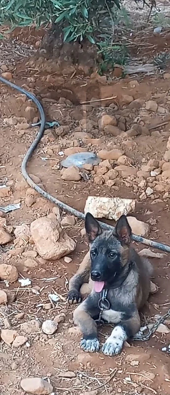 مالينوا ٦ شهور
