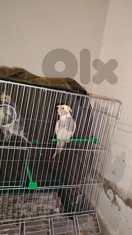 كروان لاتينو لؤلؤي  للبيع 120$مفطوم ومروض