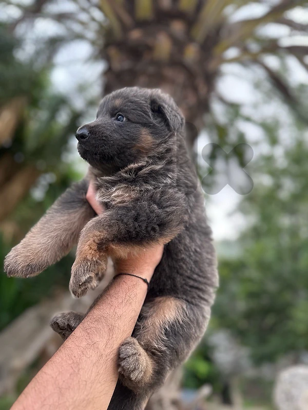 german shepherd puppies