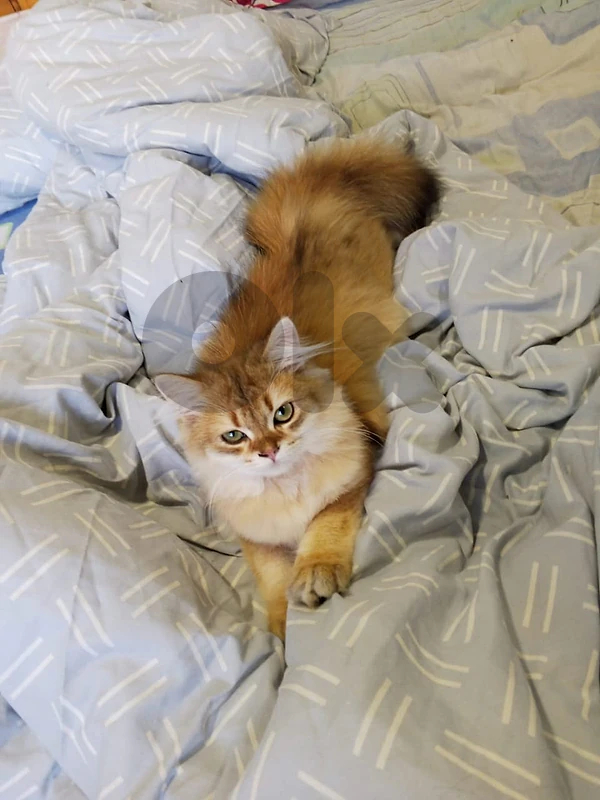 Rare Premium British Longhair Golden Chinchilla for Sale