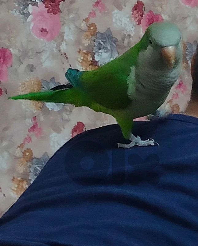 صور قانا