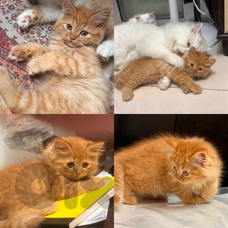 kittens persian kittens persian