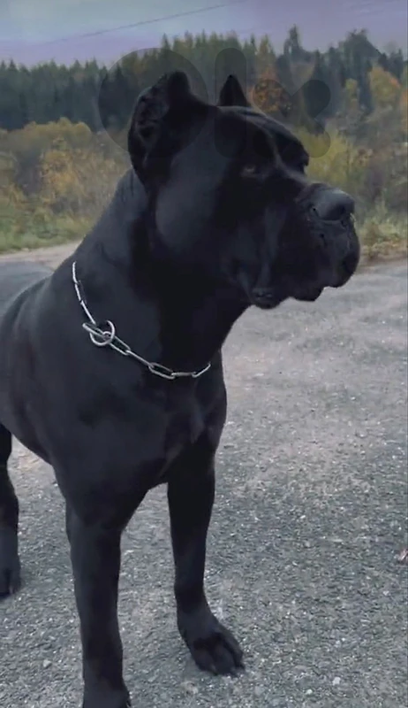 Fighting dog