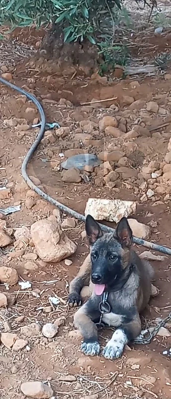 مالينوا بلجيكي