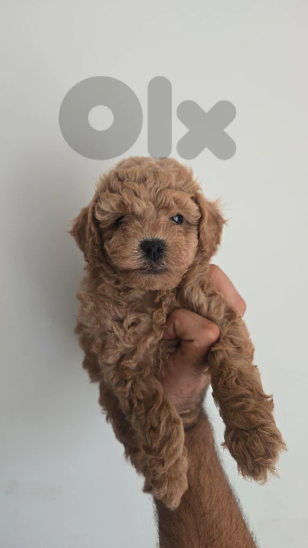 Toy poodle