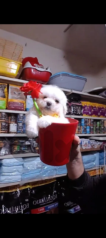 mini bichon maltese