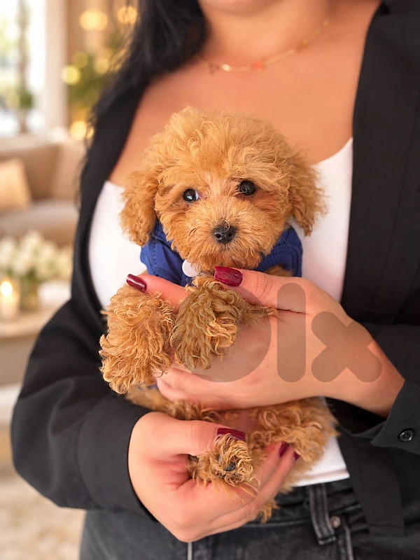 Charming Maltipoo Puppies Available – Sweet, Playful & Ready for You!