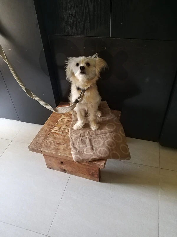 dog Bichon