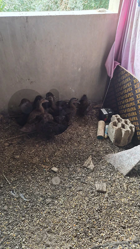 بط كاكي لقطة شروة ٩ بطاطات بي ١٠٠$