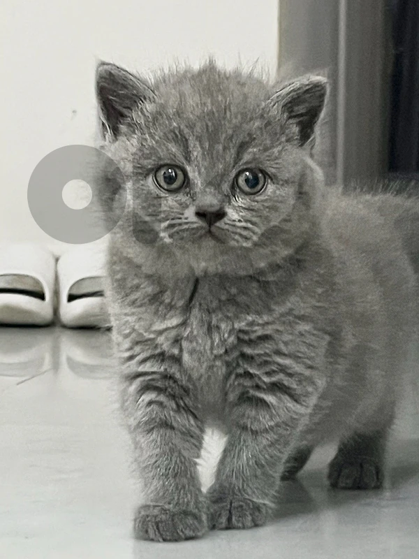 pure brittish shorthair kittens pure brittish shorthair kittens