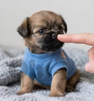 mini Maltese puppy