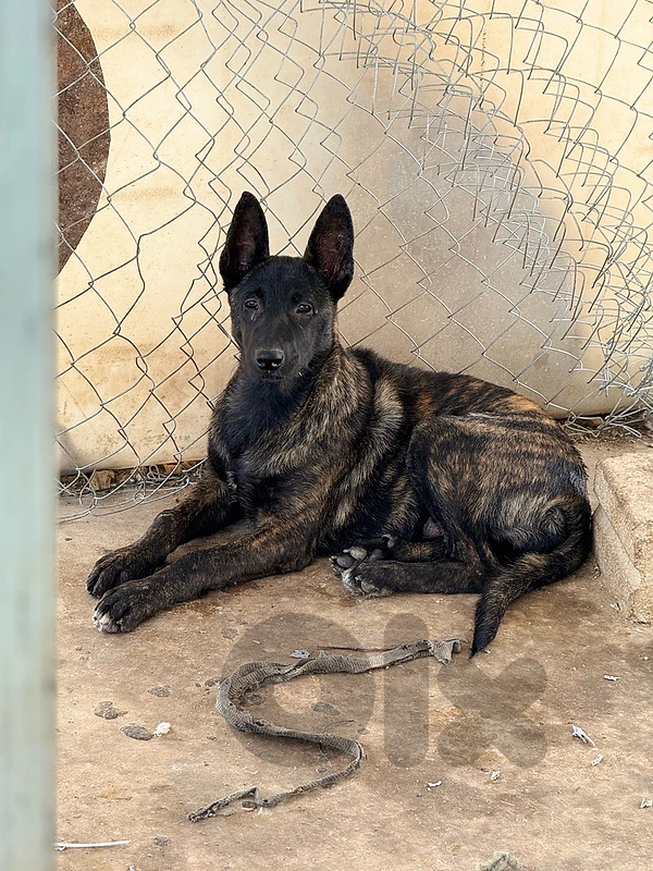 Malinois Dutch