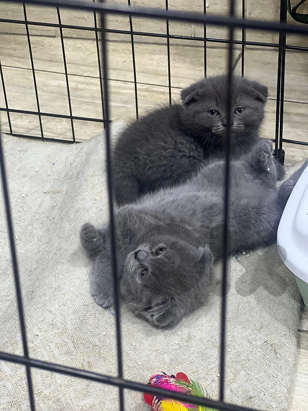 female and male kitten female and male kitten