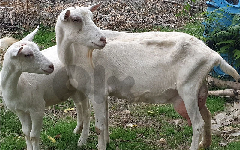 عنزة للبيع بسعر مغر سويسرية سانين اصلية ١٠٠%