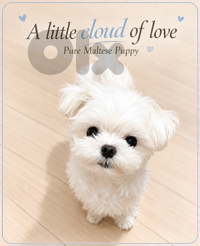 Adorable mini Bichon puppy available in store & delivery كلب